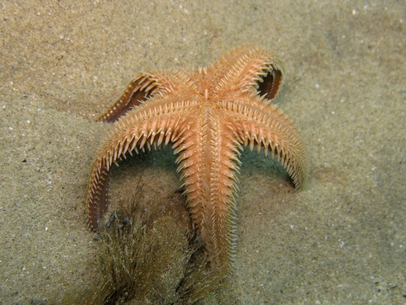 Astropecten platyacanthus (Philippi, 1837)